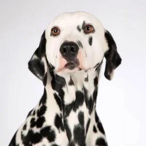 Image with improved color balance and brightness.