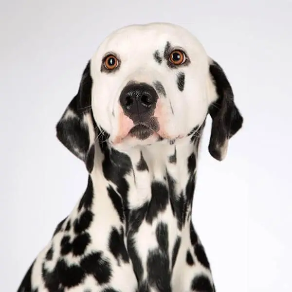 image-color-replacement-after Image with improved color balance and brightness.