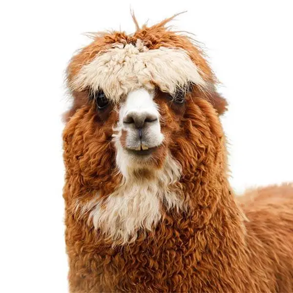 image-masking-service-after Photo masking service for accurate background editing.