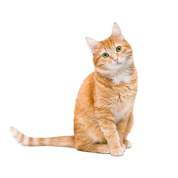 product-image-masking-after Hair masking with fine detail and natural edges.