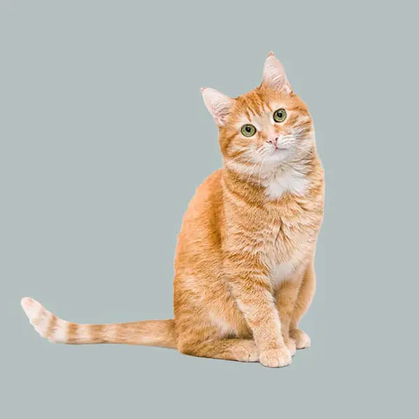 product-image-masking-before Refine edge masking